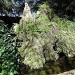 Jardí - Jardín